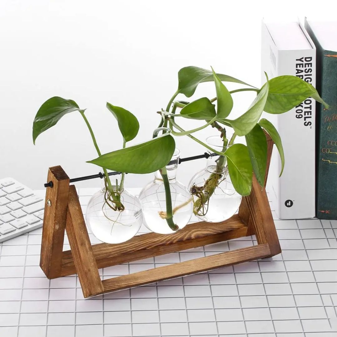 Contemporary Hydroponic Planter Featuring a Wooden Base